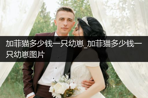 加菲貓多少錢一只幼崽_加菲貓多少錢一只幼崽圖片
