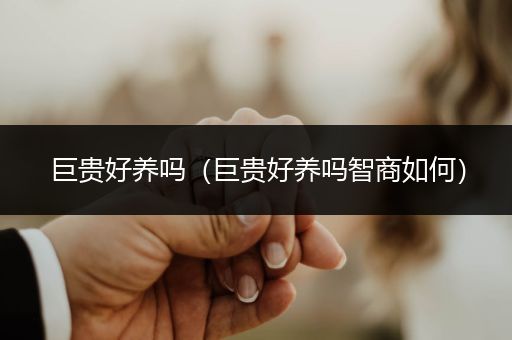 巨貴好養(yǎng)嗎（巨貴好養(yǎng)嗎智商如何）