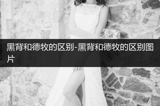 黑背和德牧的區(qū)別-黑背和德牧的區(qū)別圖片