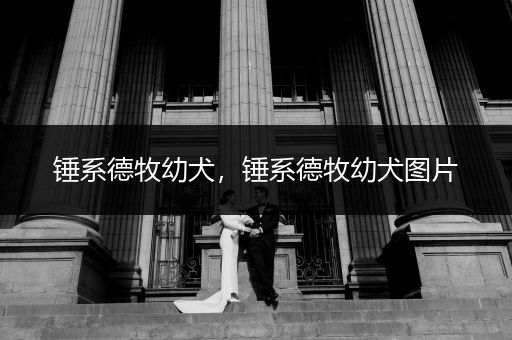 錘系德牧幼犬，錘系德牧幼犬圖片