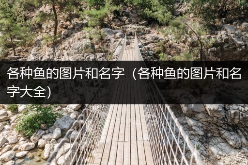 各種魚的圖片和名字（各種魚的圖片和名字大全）