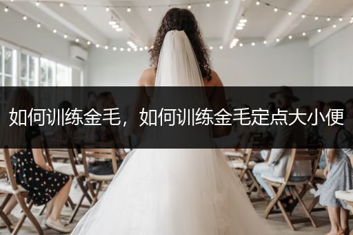 如何訓練金毛，如何訓練金毛定點大小便