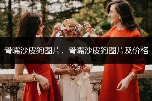 骨嘴沙皮狗圖片，骨嘴沙皮狗圖片及價(jià)格