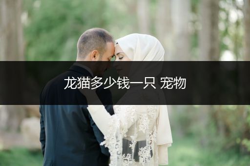 龍貓多少錢一只 寵物