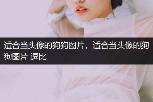 適合當(dāng)頭像的狗狗圖片，適合當(dāng)頭像的狗狗圖片 逗比