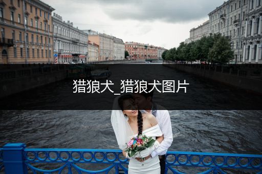 獵狼犬_獵狼犬圖片