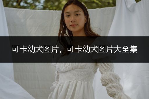 可卡幼犬圖片，可卡幼犬圖片大全集