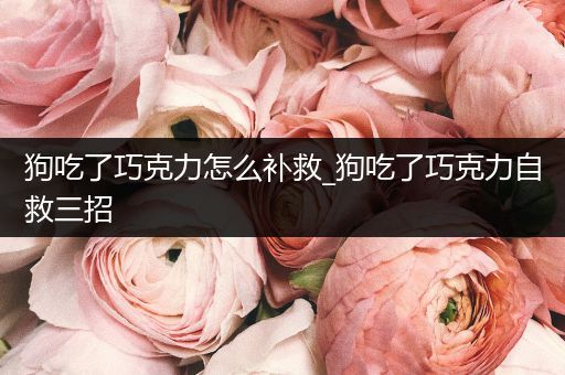 狗吃了巧克力怎么補救_狗吃了巧克力自救三招