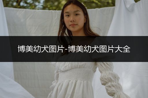 博美幼犬圖片-博美幼犬圖片大全