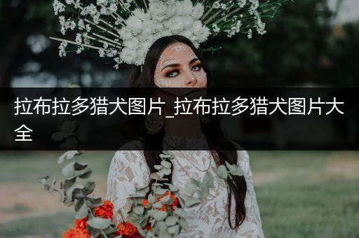 拉布拉多獵犬圖片_拉布拉多獵犬圖片大全