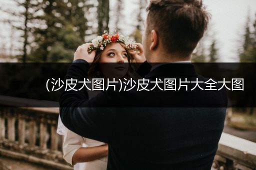 （沙皮犬圖片)沙皮犬圖片大全大圖