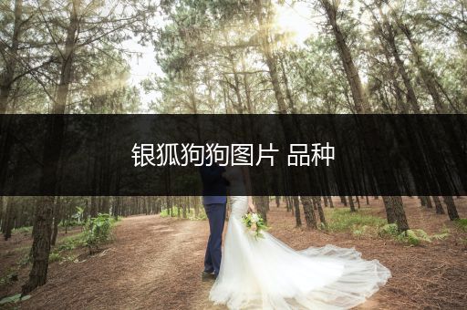 銀狐狗狗圖片 品種