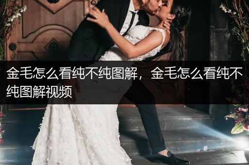 金毛怎么看純不純圖解，金毛怎么看純不純圖解視頻