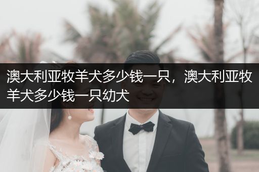 澳大利亞牧羊犬多少錢一只，澳大利亞牧羊犬多少錢一只幼犬