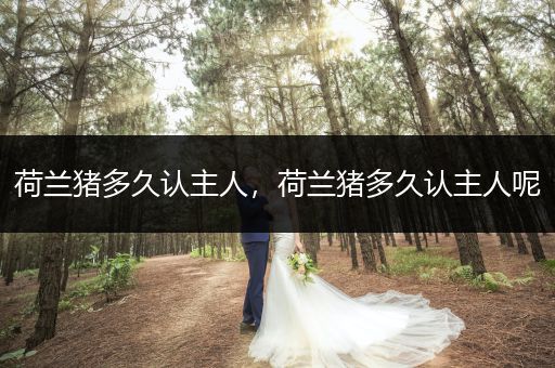 荷蘭豬多久認(rèn)主人，荷蘭豬多久認(rèn)主人呢