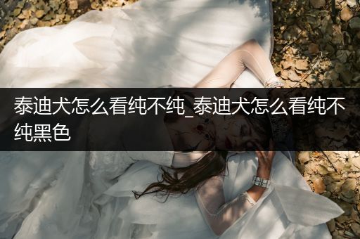 泰迪犬怎么看純不純_泰迪犬怎么看純不純黑色