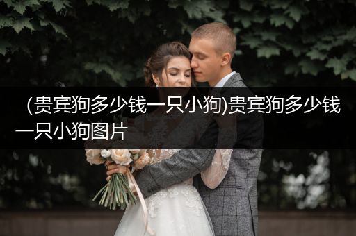 （貴賓狗多少錢一只小狗)貴賓狗多少錢一只小狗圖片
