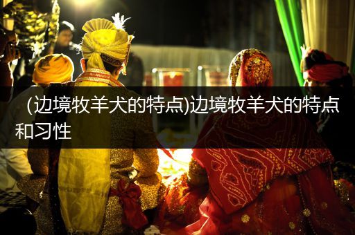 （邊境牧羊犬的特點(diǎn))邊境牧羊犬的特點(diǎn)和習(xí)性