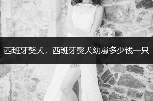 西班牙獒犬，西班牙獒犬幼崽多少錢一只