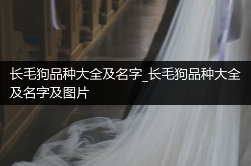 長(zhǎng)毛狗品種大全及名字_長(zhǎng)毛狗品種大全及名字及圖片