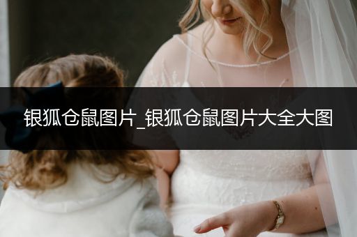 銀狐倉鼠圖片_銀狐倉鼠圖片大全大圖