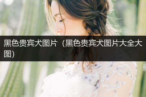 黑色貴賓犬圖片（黑色貴賓犬圖片大全大圖）