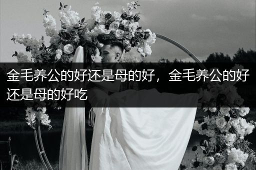 金毛養(yǎng)公的好還是母的好，金毛養(yǎng)公的好還是母的好吃