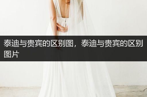 泰迪與貴賓的區(qū)別圖，泰迪與貴賓的區(qū)別圖片