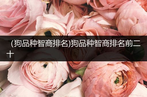 （狗品種智商排名)狗品種智商排名前二十