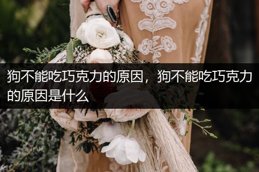 狗不能吃巧克力的原因，狗不能吃巧克力的原因是什么