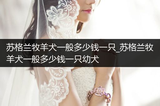 蘇格蘭牧羊犬一般多少錢(qián)一只_蘇格蘭牧羊犬一般多少錢(qián)一只幼犬