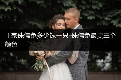 正宗侏儒兔多少錢一只-侏儒兔最貴三個顏色