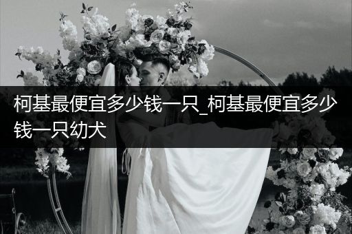 柯基最便宜多少錢一只_柯基最便宜多少錢一只幼犬