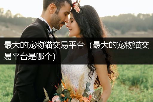 最大的寵物貓交易平臺(tái)（最大的寵物貓交易平臺(tái)是哪個(gè)）