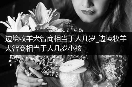 邊境牧羊犬智商相當(dāng)于人幾歲_邊境牧羊犬智商相當(dāng)于人幾歲小孩