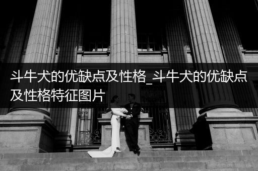 斗牛犬的優(yōu)缺點(diǎn)及性格_斗牛犬的優(yōu)缺點(diǎn)及性格特征圖片