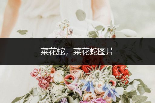 菜花蛇，菜花蛇圖片