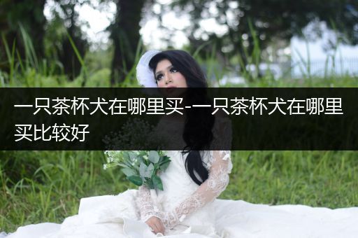 一只茶杯犬在哪里買-一只茶杯犬在哪里買比較好