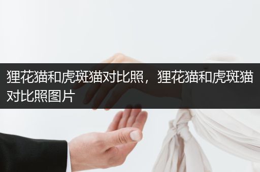 貍花貓和虎斑貓對比照，貍花貓和虎斑貓對比照圖片