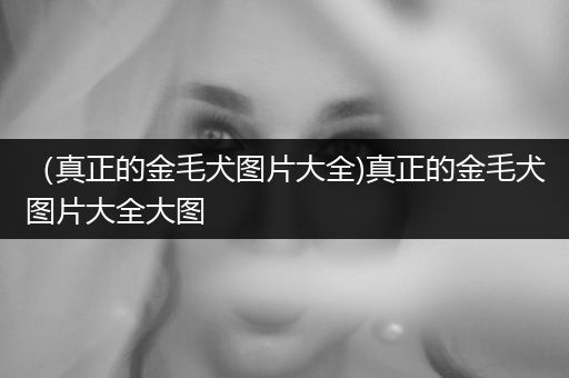 （真正的金毛犬圖片大全)真正的金毛犬圖片大全大圖