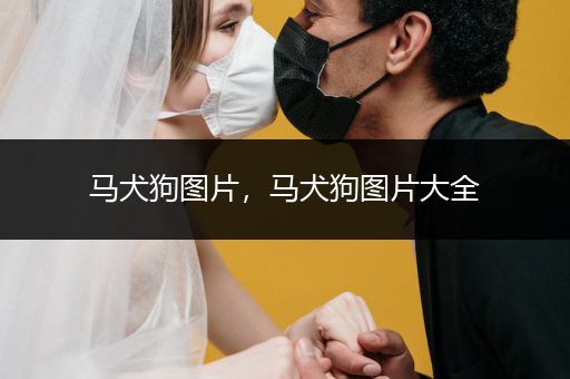 馬犬狗圖片，馬犬狗圖片大全
