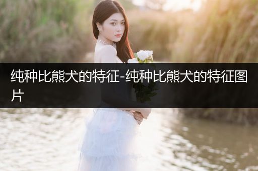 純種比熊犬的特征-純種比熊犬的特征圖片