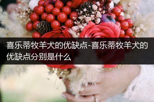 喜樂蒂牧羊犬的優(yōu)缺點-喜樂蒂牧羊犬的優(yōu)缺點分別是什么