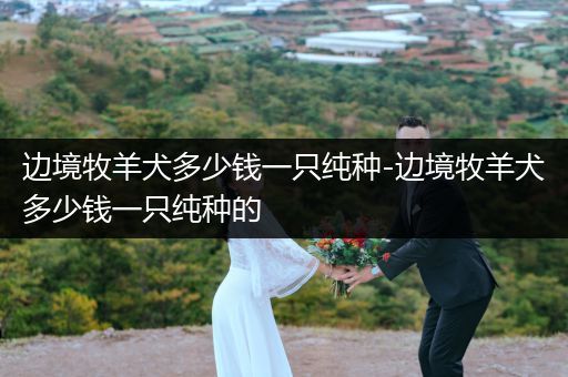 邊境牧羊犬多少錢一只純種-邊境牧羊犬多少錢一只純種的