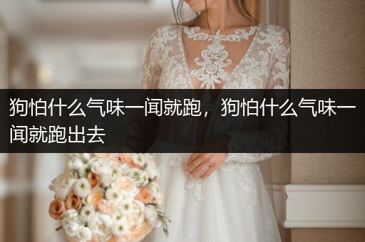 狗怕什么氣味一聞就跑，狗怕什么氣味一聞就跑出去