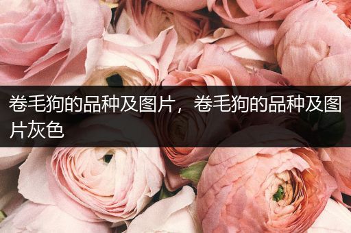 卷毛狗的品種及圖片，卷毛狗的品種及圖片灰色