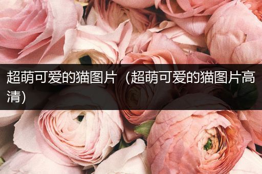 超萌可愛(ài)的貓圖片（超萌可愛(ài)的貓圖片高清）