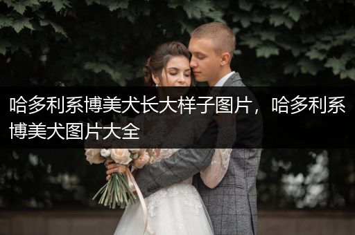 哈多利系博美犬長大樣子圖片，哈多利系博美犬圖片大全