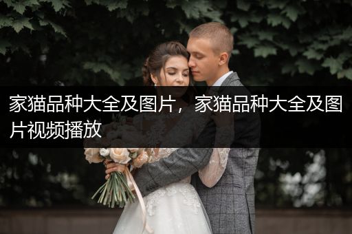 家貓品種大全及圖片，家貓品種大全及圖片視頻播放