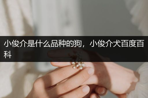 小俊介是什么品種的狗，小俊介犬百度百科